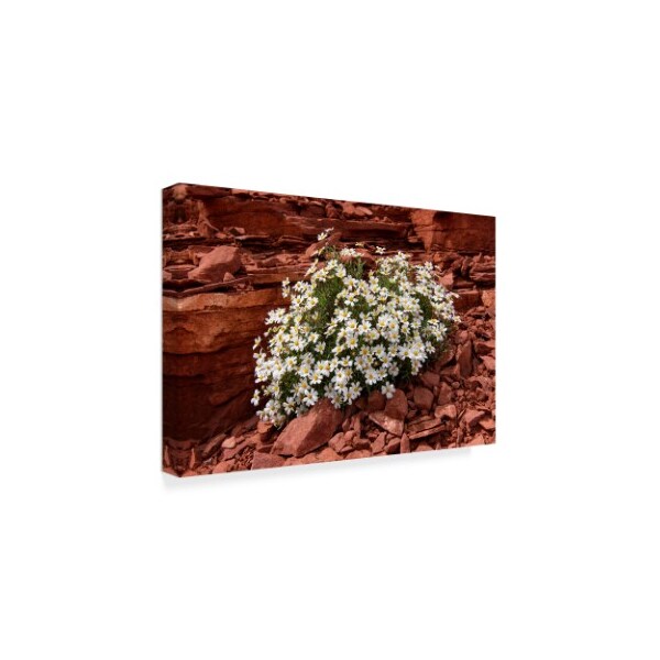 Michael Blanchette Photography 'Daisies Of The Desert' Canvas Art,22x32